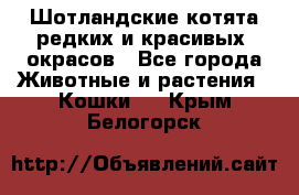 Шотландские котята редких и красивых  окрасов - Все города Животные и растения » Кошки   . Крым,Белогорск